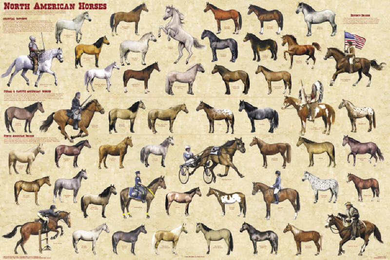 North American Horse Breeds Poster