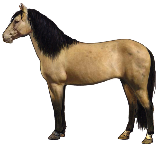 Spanish Mustang