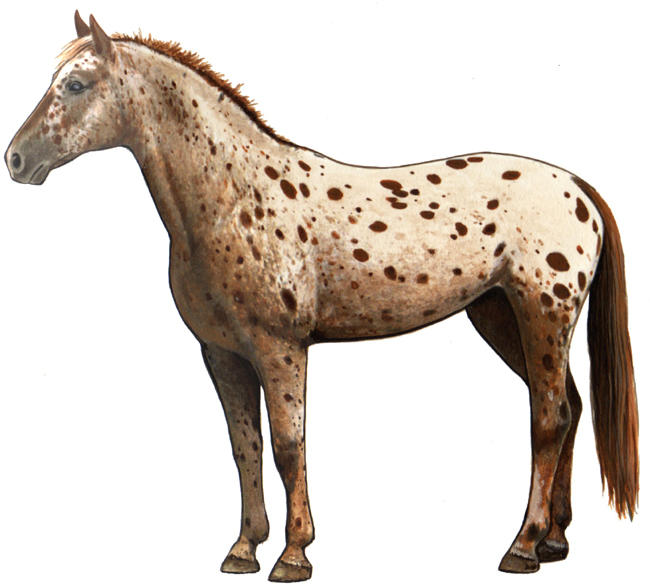 Appaloosa Horse