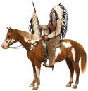 Pinto Horse