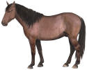 Sulphur Mustang Horse