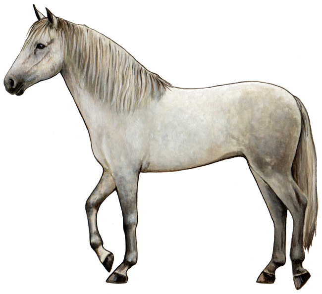 Andalusian Horse