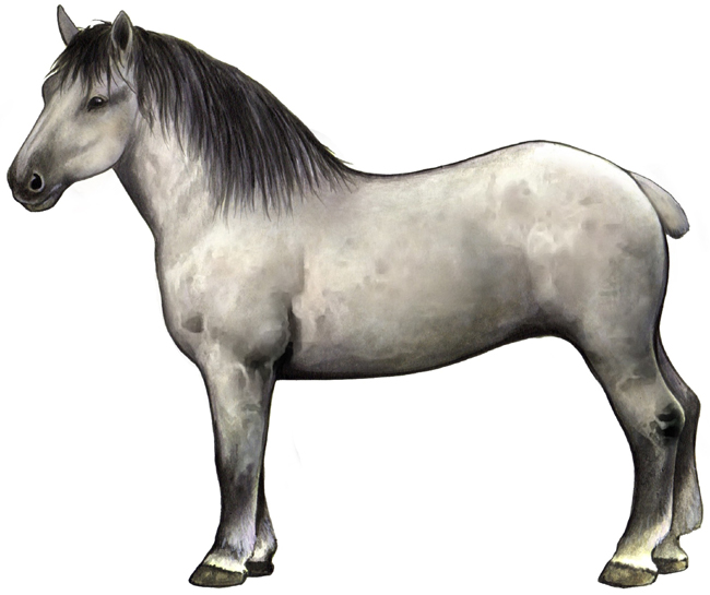 Breton Horse