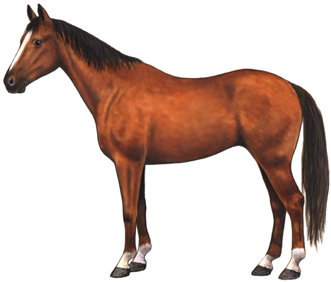 Holstein Horse