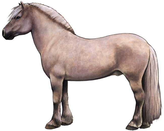 Norwegian Fjord Horse