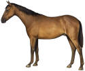 Galloway Horse