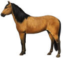 Spanish Barb Horse