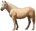 American Cream Horse