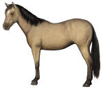 Buckskin Horse