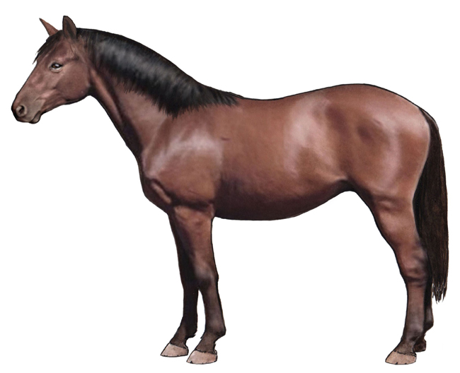 Canadian Horse