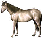 Florida Cracker Horse