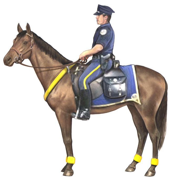 American Saddlebred Horse