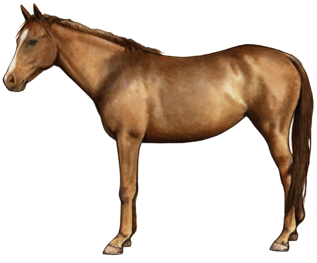 McCurdy Plantantion Horse