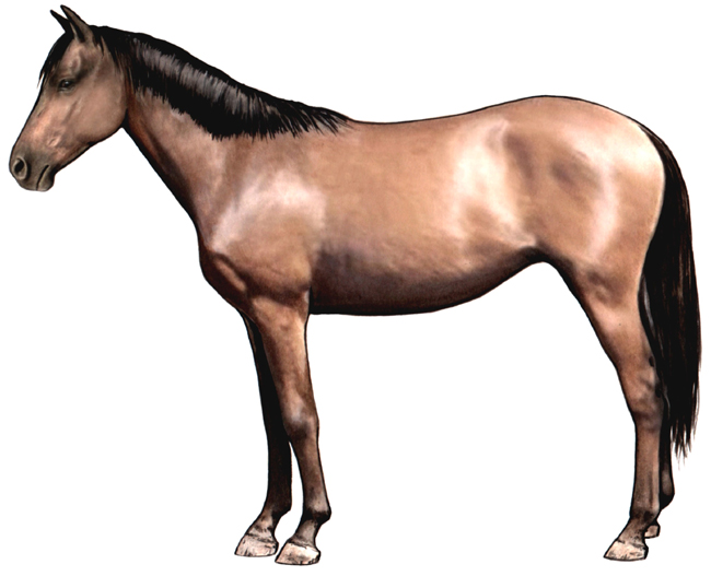 Moyle Horse