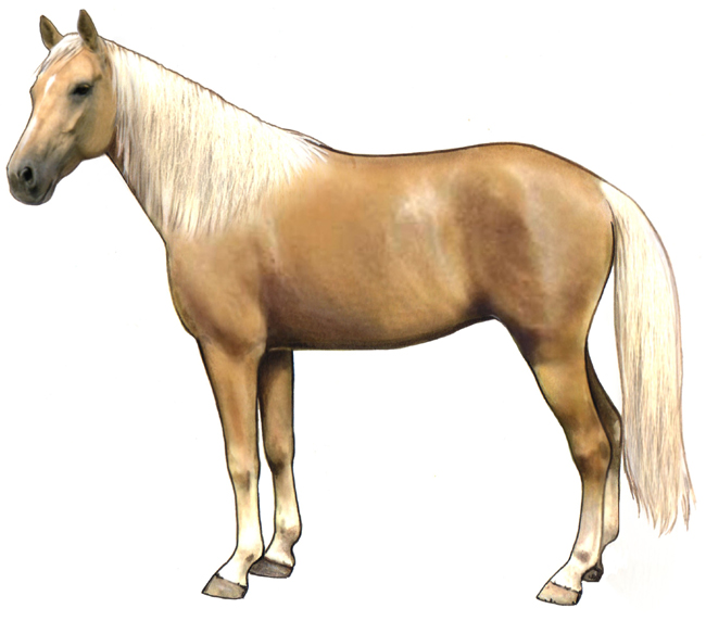 Palomino Horse