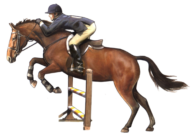 Sport Horse