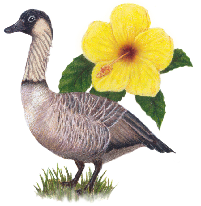 Hawaii State Bird and Flowers