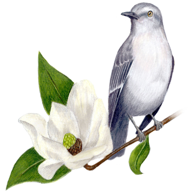 MISSISSIPPI STATE Bird and Flower: Mockingbird / Mimus polyglottos ...