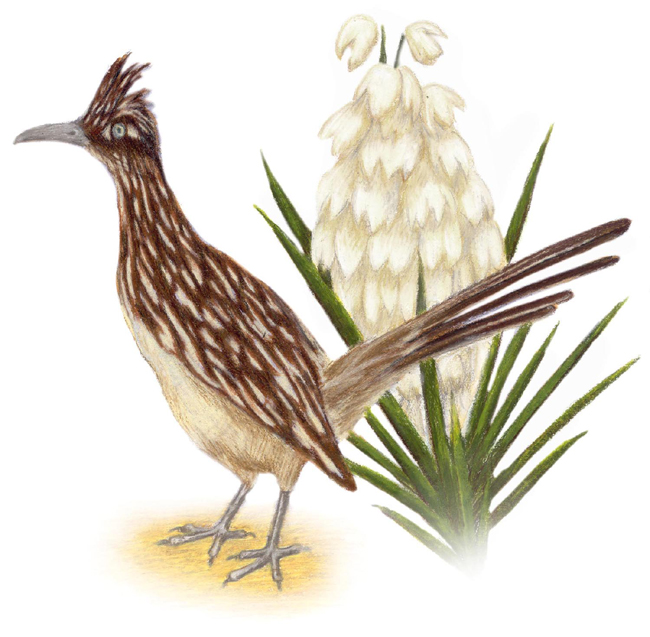 NEW MEXICO STATE Bird and Flower: Roadrunner / Geococcyx californianus ...