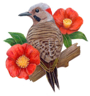 Alabama State Bird and Flower