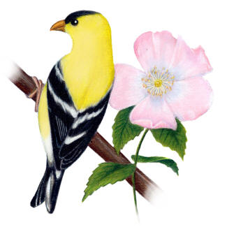 Iowa State Bird and Flower